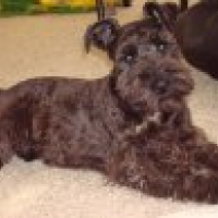 Photo #79525 de Kingston