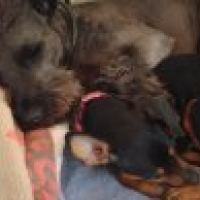 Photo #79531 de Kingston