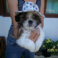 Photo #79657 de Pancho