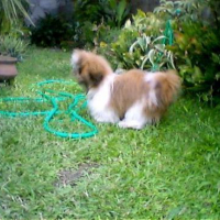 Photo #79663 de Pancho
