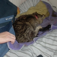 Photo #80545 de Myrtille