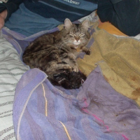 Photo #80551 de Myrtille