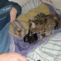 Photo #80563 de Myrtille