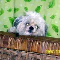 Photo #80605 de Sleepy