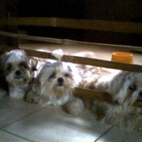 Photo #80623 de Tiny