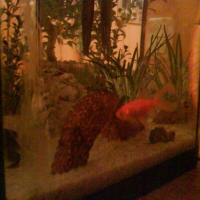 Photo #80779 de Laurel