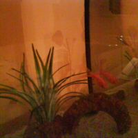 Photo #80785 de Laurel