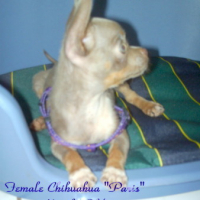 Photo #80977 de Mia paris