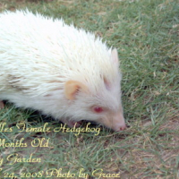 Photo #81049 de Needles the hedgehog