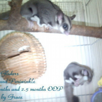 Photo #81079 de Periwinkle the sugar glider