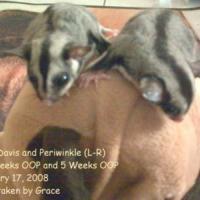 Photo #81085 de Periwinkle the sugar glider