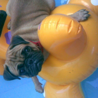 Photo #81115 de Wrinkles the pug
