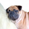 WrinklesOnAPony_January_21_2008_11