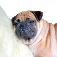 Photo #81121 de Wrinkles the pug