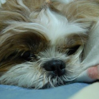 Photo #81619 de Pepper