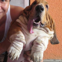 Photo #81727 de Shy