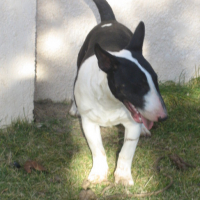 Photo #82081 de Rocky