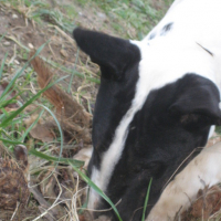 Photo #82087 de Rocky
