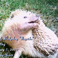 Photo #82177 de Icepicks the hedgehog