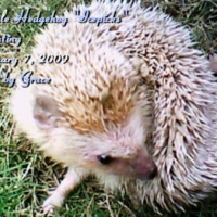 Photo #82183 de Icepicks the hedgehog