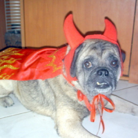 Photo #82213 de Dexter the pug