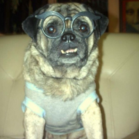 Photo #82219 de Dexter the pug