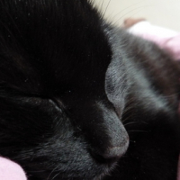 Photo #82543 de Trouvé