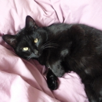 Photo #82549 de Trouvé