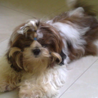 Photo #82975 de Truffles