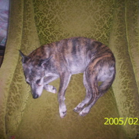 Photo #83053 de Boela