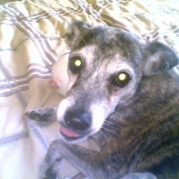 Photo #83059 de Boela
