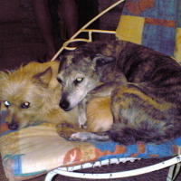 Photo #83065 de Boela