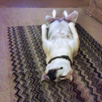 Photo #83083 de Lady