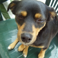 Photo #83095 de Vanille