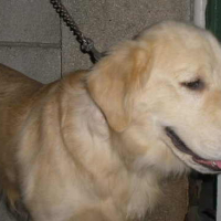 Photo #83335 de Enzo