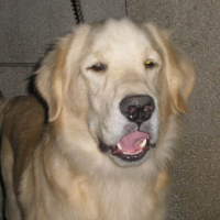 Photo #83341 de Enzo