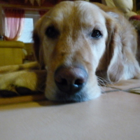 Photo #83425 de Atlas