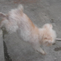 Photo #83683 de Chiki