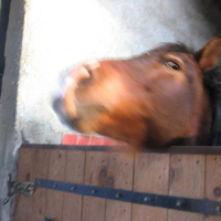 Photo #84151 de Samy