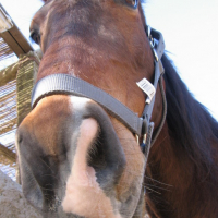 Photo #84163 de Samy