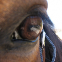 Photo #84169 de Samy