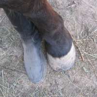 Photo #84175 de Samy
