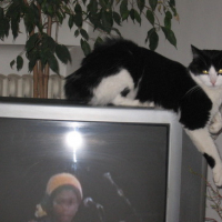Photo #84205 de Witchy