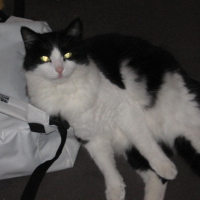 Photo #84211 de Witchy