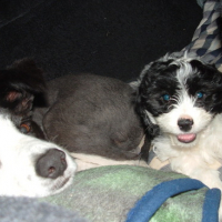 Photo #84385 de Kitto