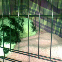Photo #84391 de Kitto