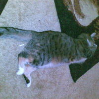 Photo #84397 de Minnie