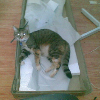 Photo #84415 de Minnie