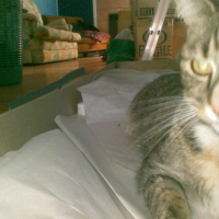 Photo #84421 de Minnie