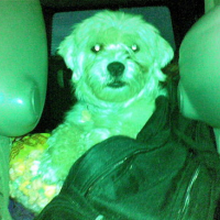 Photo #84451 de Pip